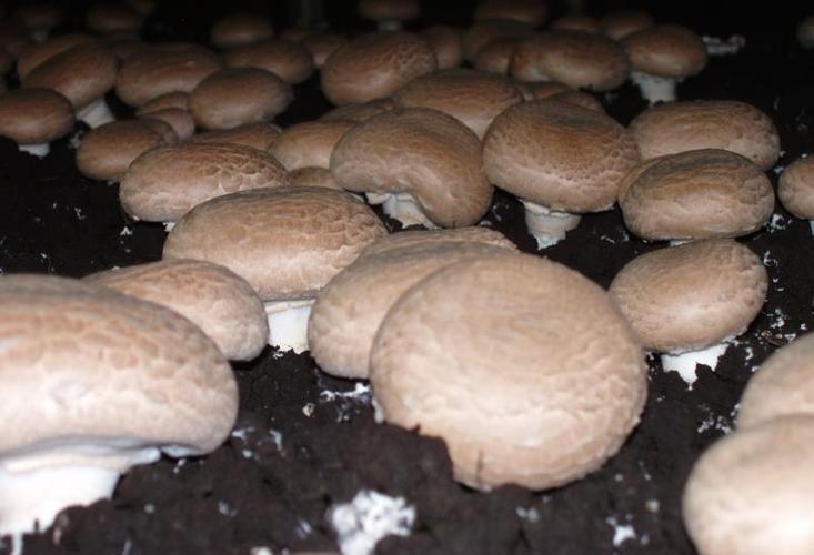 食用菌消泡劑應(yīng)用場景圖